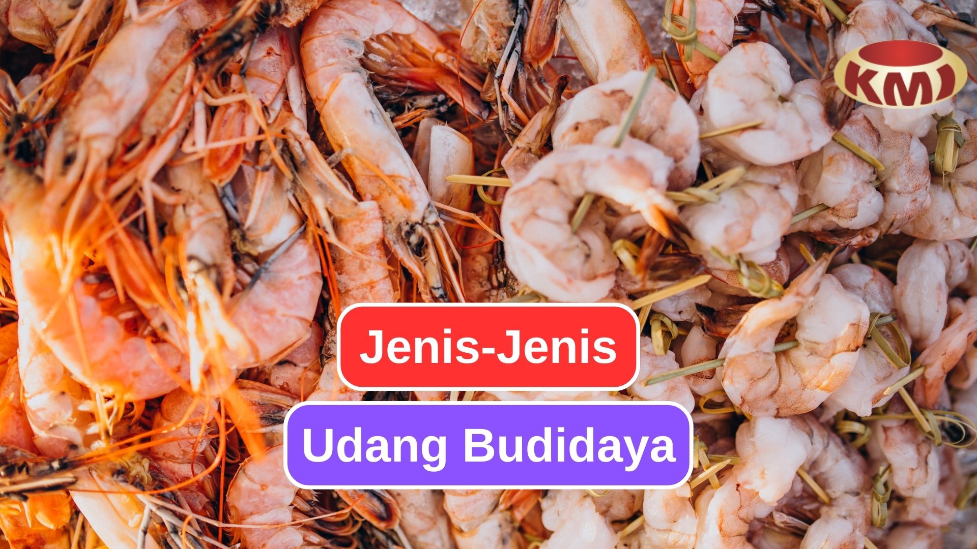 Jenis-Jenis Udang Budidaya yang Laris di Pasaran